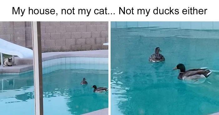 50 Of The Best ‘My House, Not My Cat’ Moments That Have Ever Happened To Humans (New Pics)
