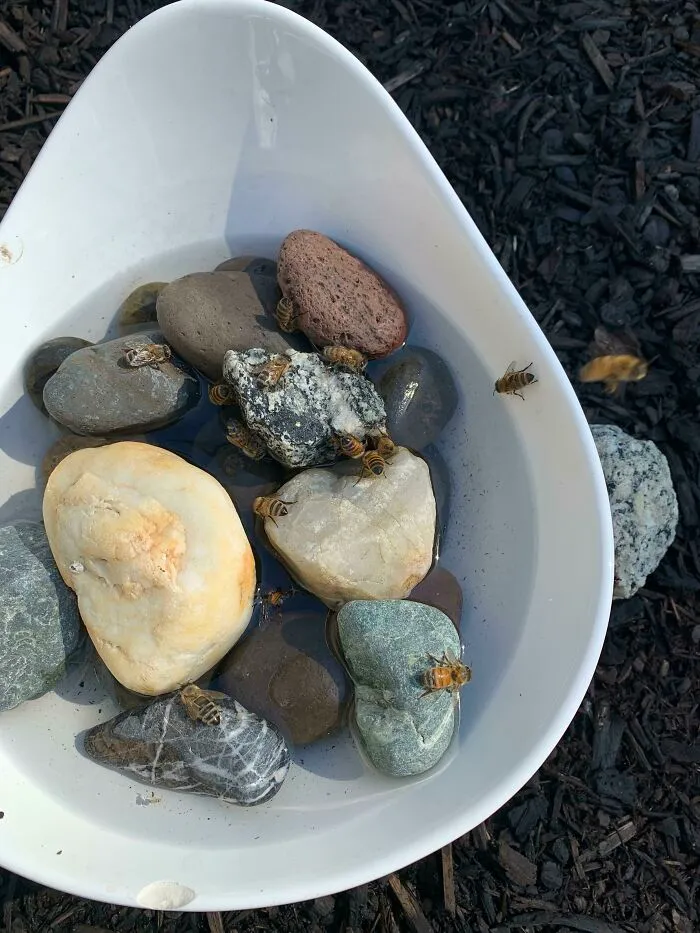 Saw That Every Time I Watered The Plants There Were Bees Drinking From The Ground So I Made A Bee Bath Out Of A Bowl And Rocks