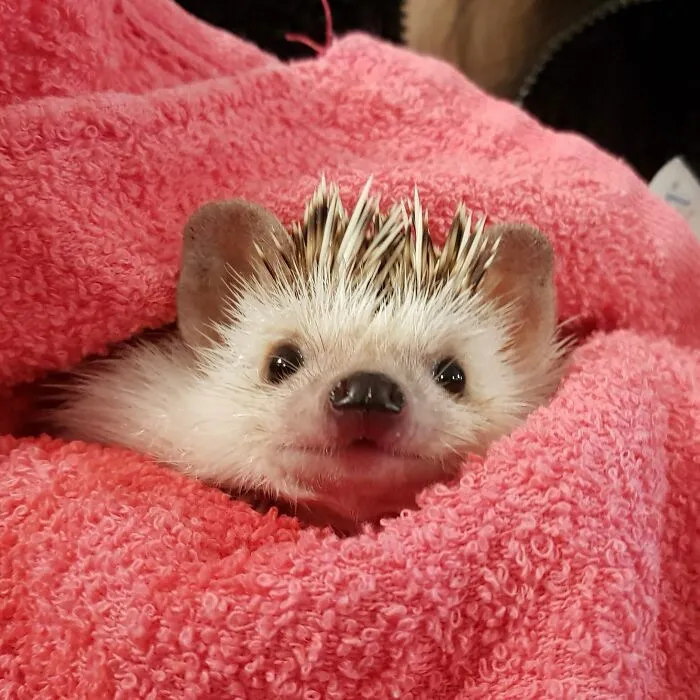 I Love Kiwi's Cute Lil Face
