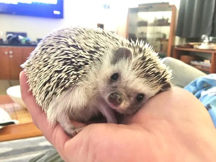 Boop