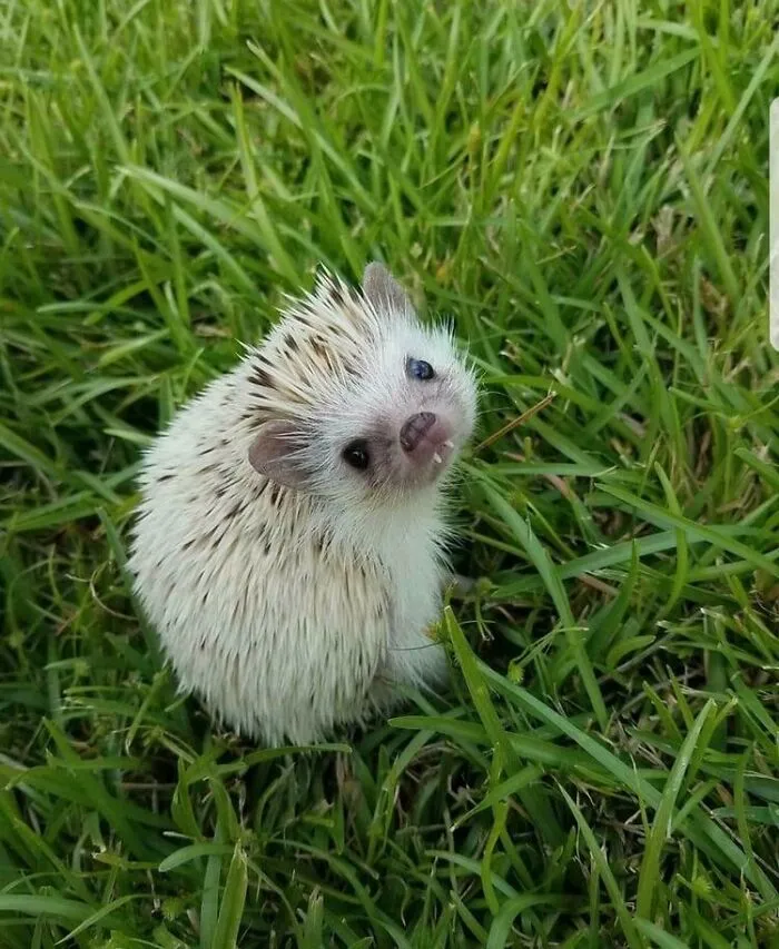 Hedgehog Teefs