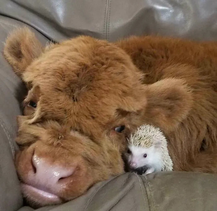 Cow And Hedgehog