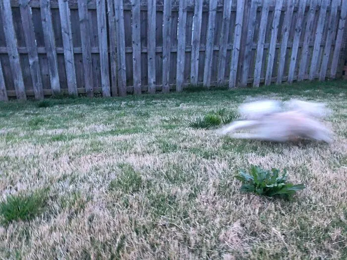 I’m Trying To Discipline My 8 Mo. Old Chinese Crested To Not Eat Her Sisters’ And Brother’s Poop. She Turns Into The Speed Of Light When I Tell Her No And Stop