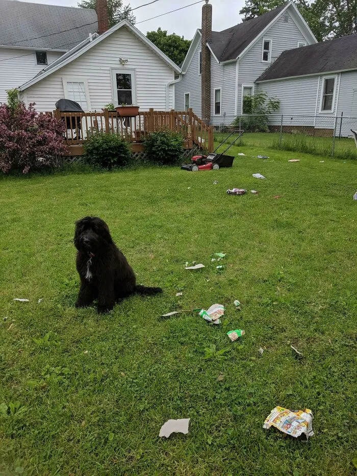 Hi I'm Sebastian And I Took Every Box Of Cereal Outside And Destroyed Them