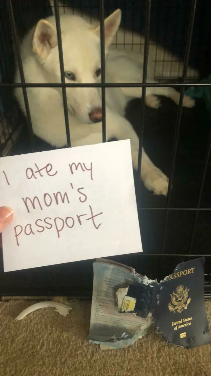 Guess I’m Not Leaving The Country Any Time Soon