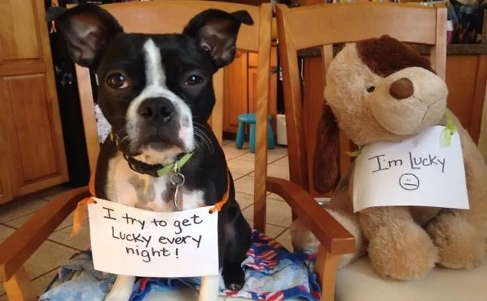Dog Shaming Shenanigans