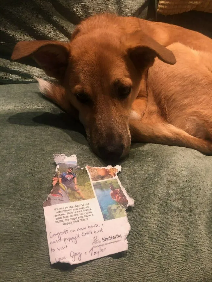 ¡Felicidades por el nuevo cachorro! 
