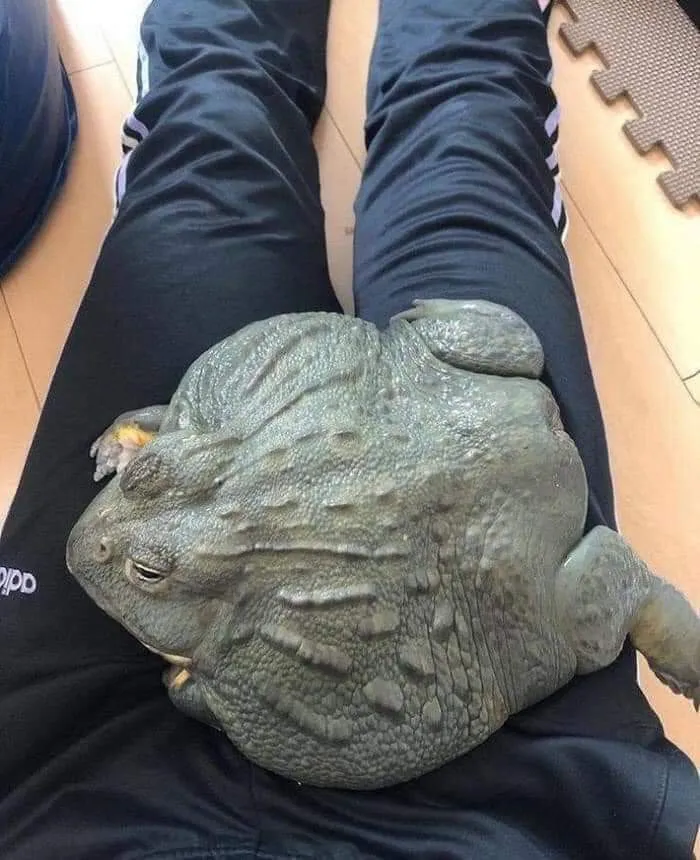 C H O N K Y B O Y