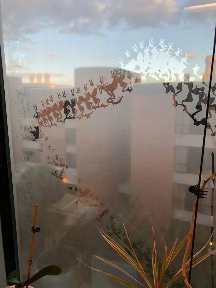 Marcas de rana en una ventana