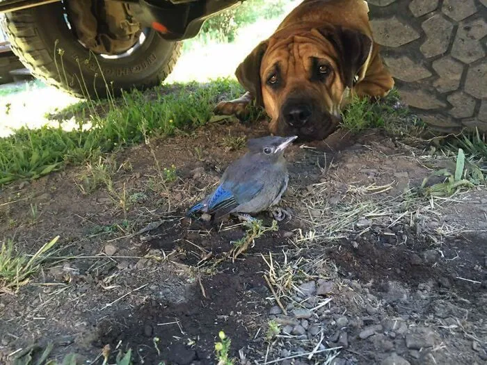 Cuidó de un pájaro con el ala rota debajo de mi camioneta durante cuatro días antes de que pudiera salir volando. Muy orgulloso de él