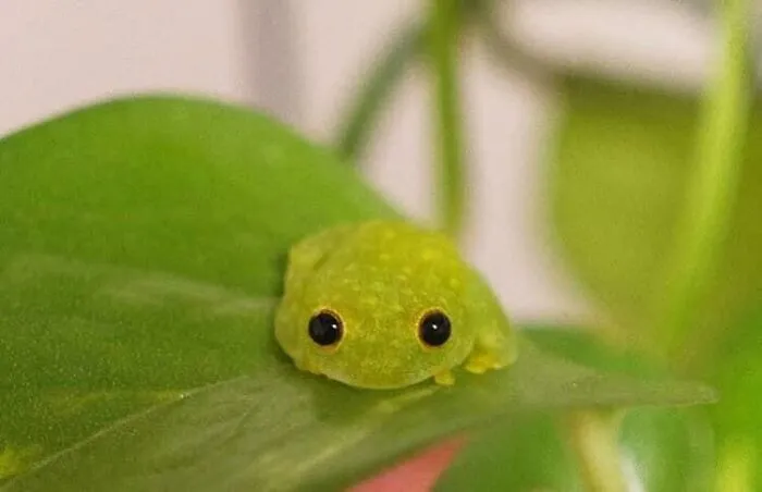 Es demasiado adorable
