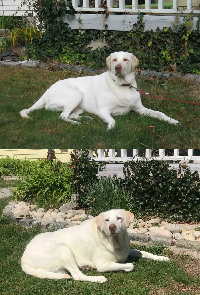 Mi perro, está en el mismo sitio, cuando tenía 1 y 11 años de edad