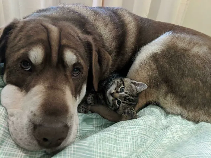 Percy Is The Very Best Big Brother