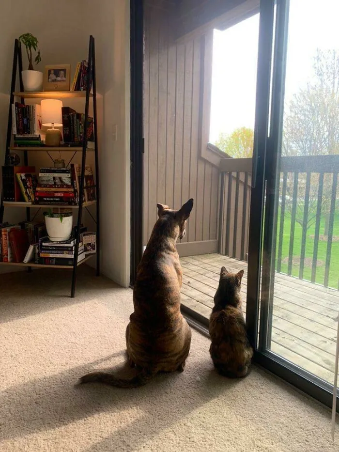 My Entirely Unrelated Pets Twinning Out This Evening