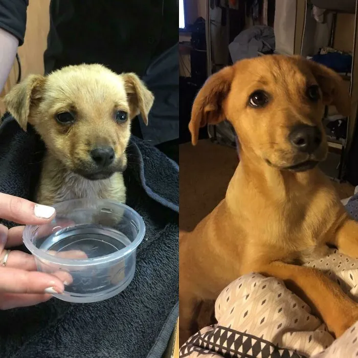 Changeover Happened After Lots Of Love, Food And Water. Meet Apollo