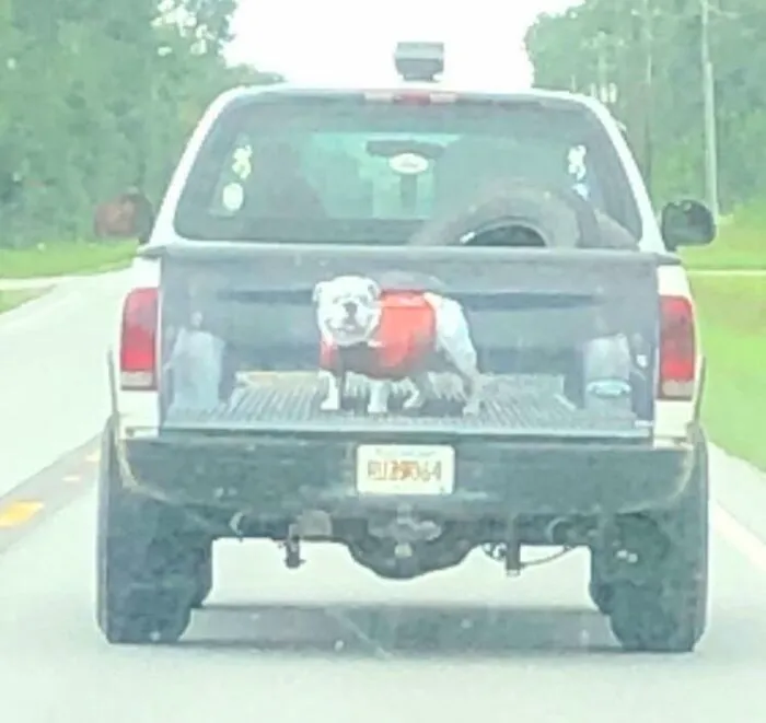 La puerta trasera de esta camioneta está pintada para que parezca que hay un bulldog en la caja de la camioneta 