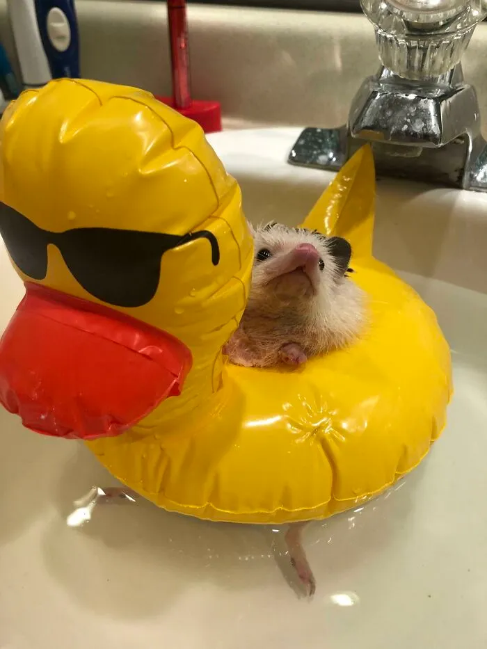 Bandit Loves His Floatie