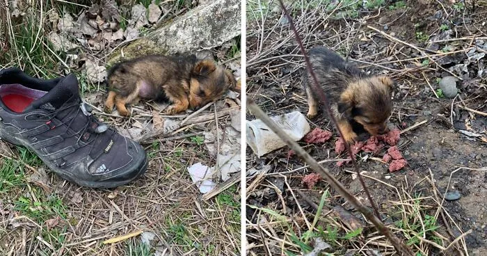Pup Was Using A Shoe As A Shelter Until This Man Saved Him And Gave Him A Home
