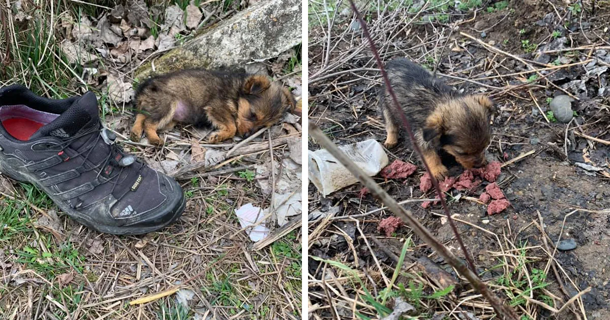 Este cachorro usaba un zapato como refugio hasta que alguien lo salvó y le dio un hogar