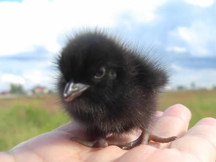 Jamás pensé en el hecho de que también existen los cuervos bebés