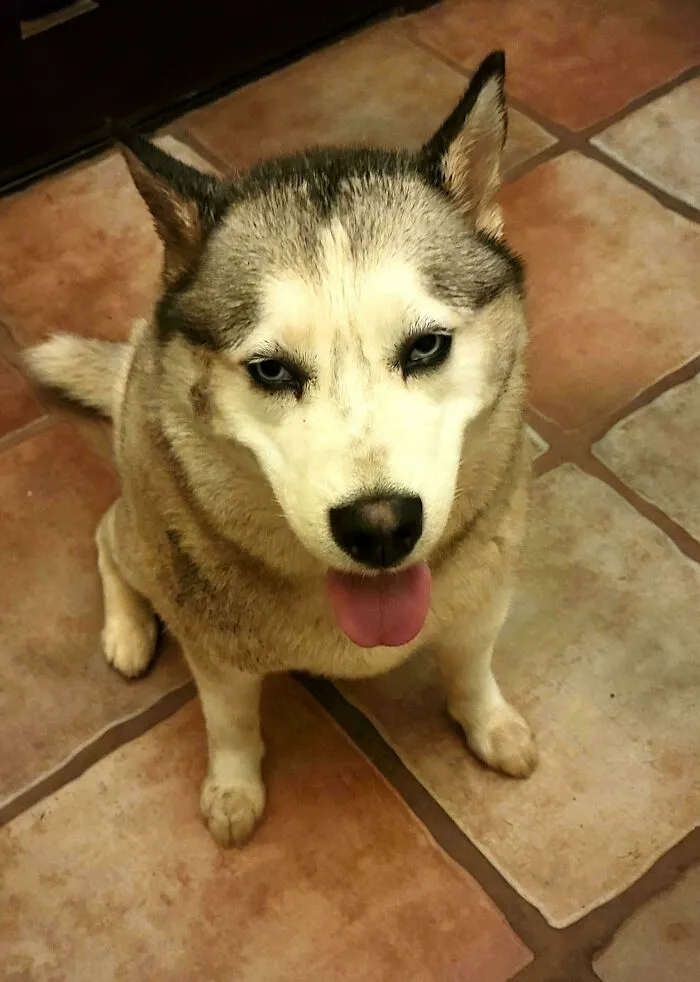 One Of My Dogs Decided The Best Way To Start My Birthday Was To Get Sprayed By A Skunk Right Before We Went To Bed And Now Our Whole House Smells Like Skunk