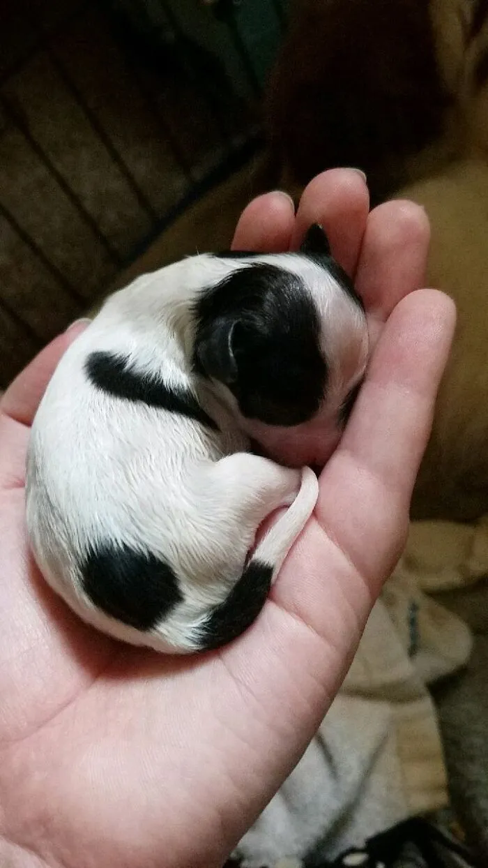 Newborn Puppy Fits In The Palm Of My Hand