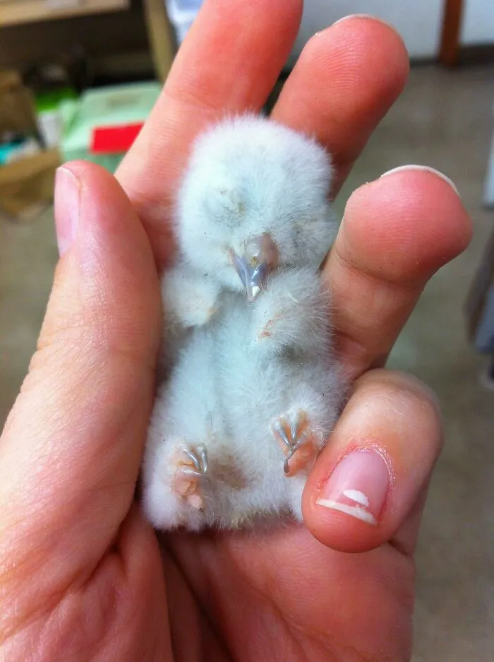 A Newborn Screech Owl