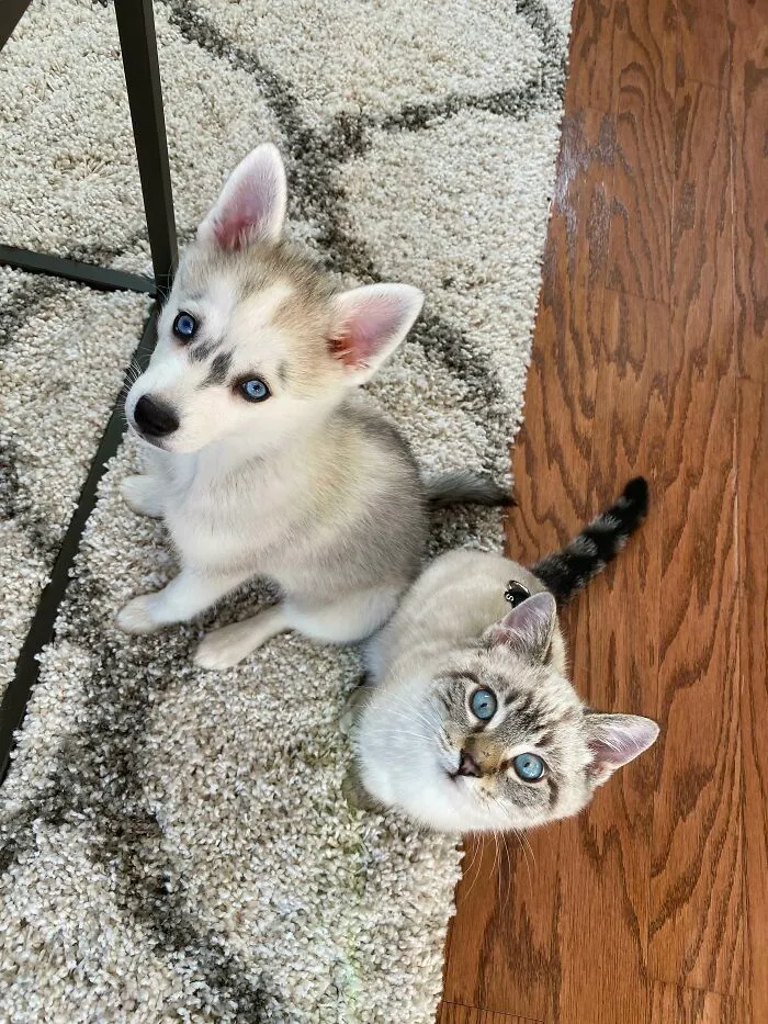 Cuando el gatito y el cachorro hacen juego
