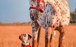 50 Adorable Animals Who Have Brothers From Other Mothers
