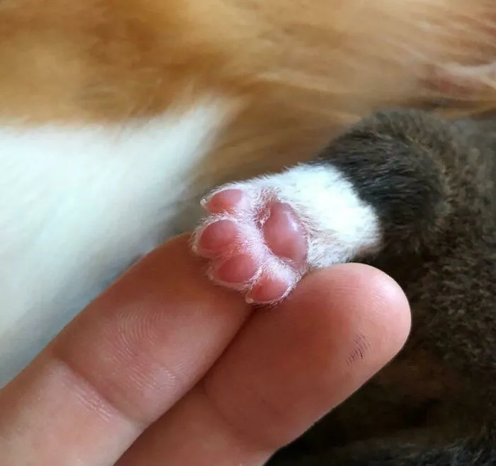 This Is How A Newborn Corgi Paw Looks Like