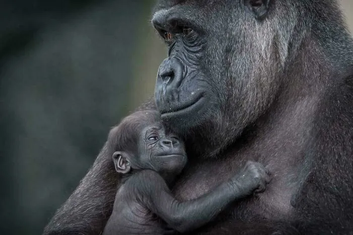 Newborn Baby Gorilla And Mother, Sydney