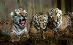 50 Adorable Baby Animals To Make Your Day
