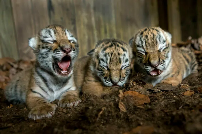 Three Newborn Siberian Tigers