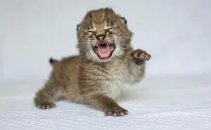 50 Adorable Baby Animals To Make Your Day