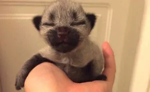 50 Adorable Baby Animals To Make Your Day