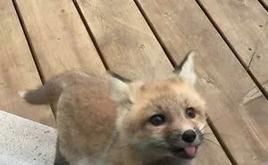 50 Adorable Baby Animals To Make Your Day