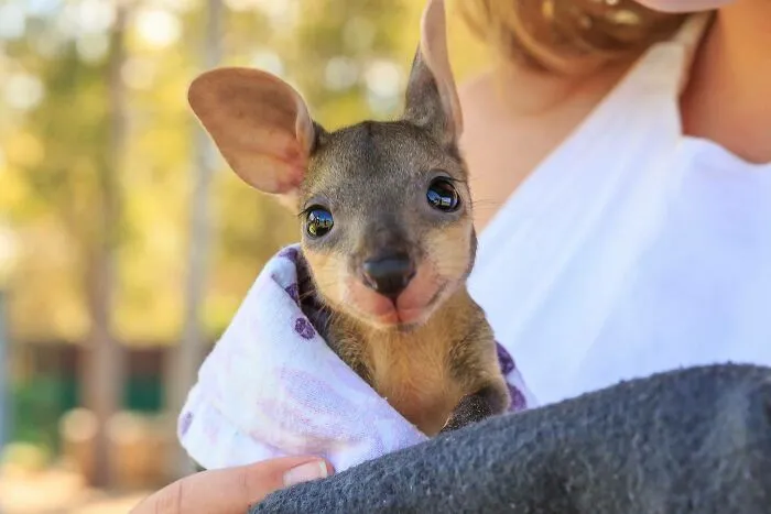 El canguro Joey