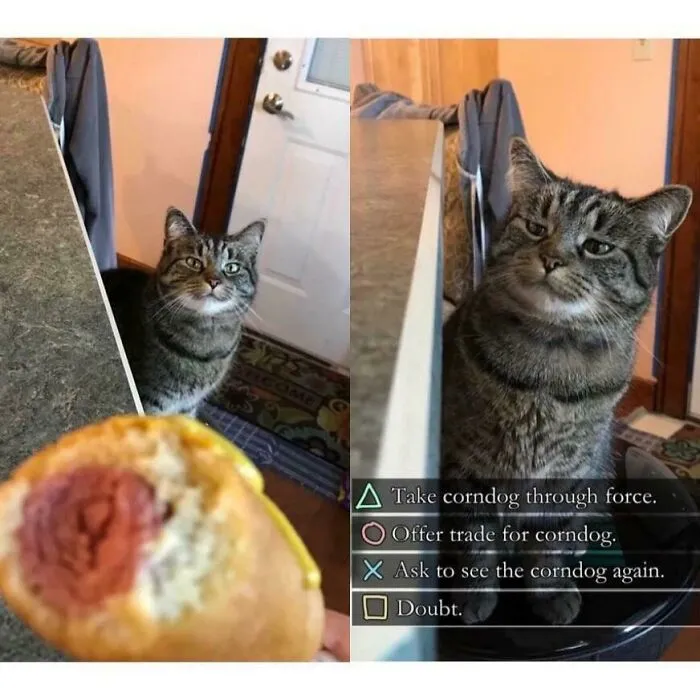 This Online Group Is Sharing The Best Cat Posts, Jokes, And Memes (50 Pics)