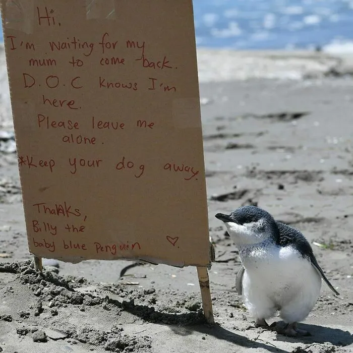 Billy The Endangered Baby Blue Pingu
