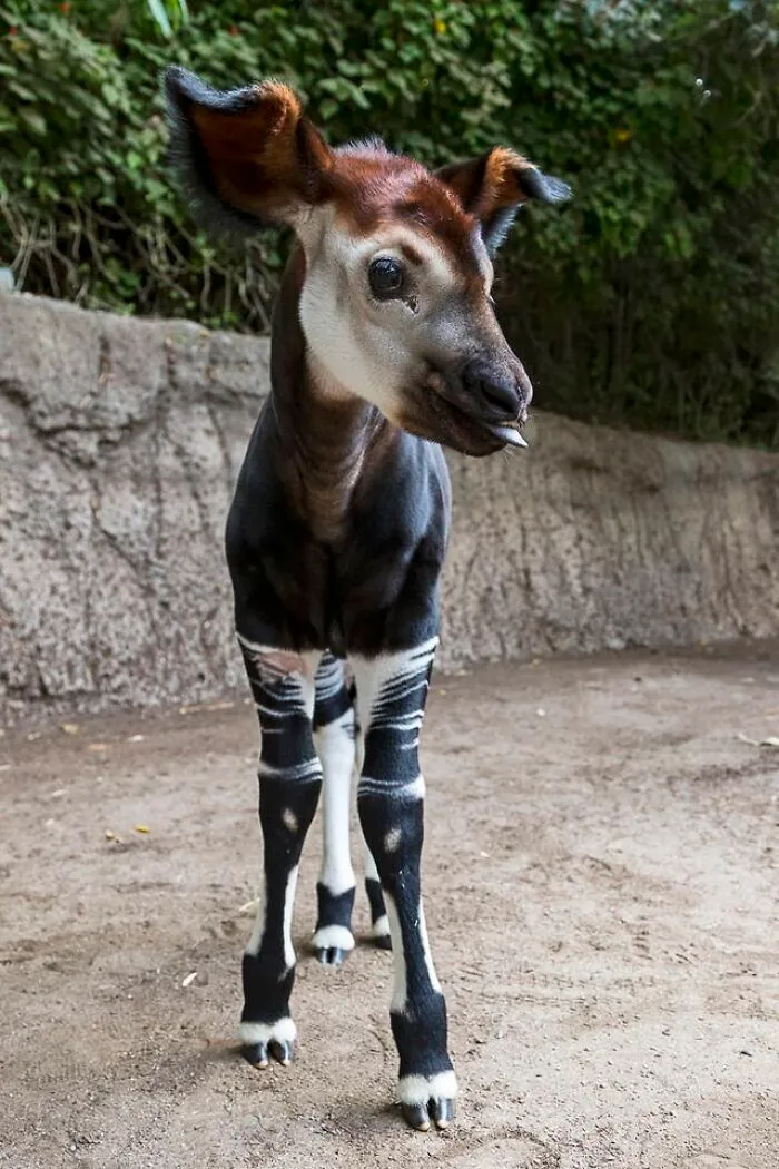 Si estás teniendo un mal día, mira este okapi bebé