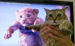 This Online Group Is Sharing The Best Cat Posts, Jokes, And Memes (50 Pics)