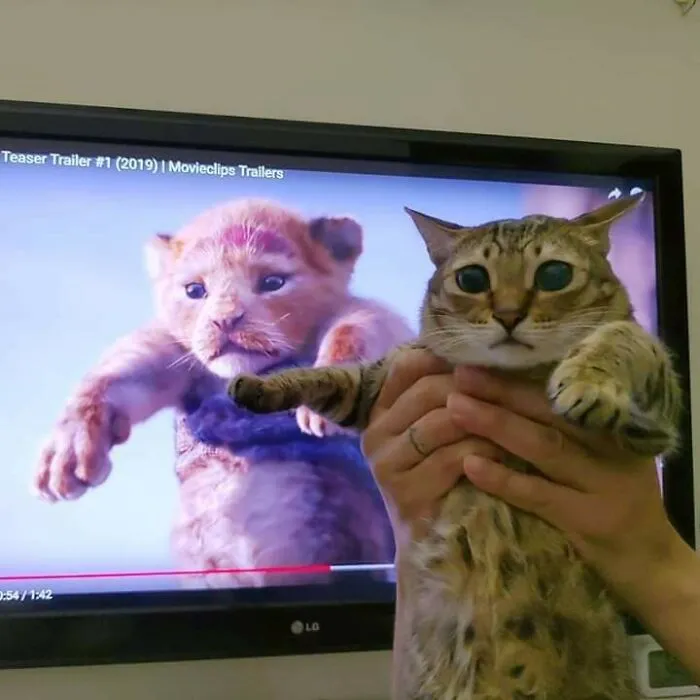 Meow_irl
