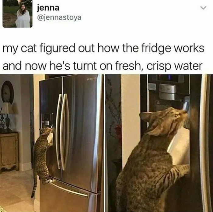 This Online Group Is Sharing The Best Cat Posts, Jokes, And Memes (50 Pics)