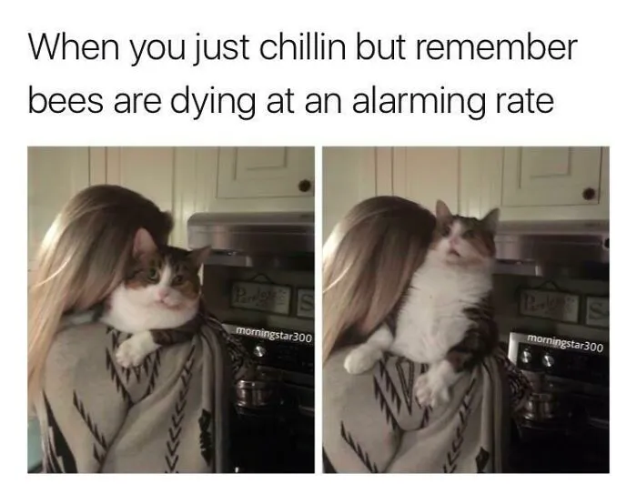 This Online Group Is Sharing The Best Cat Posts, Jokes, And Memes (50 Pics)