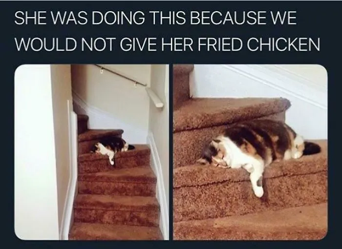 This Online Group Is Sharing The Best Cat Posts, Jokes, And Memes (50 Pics)