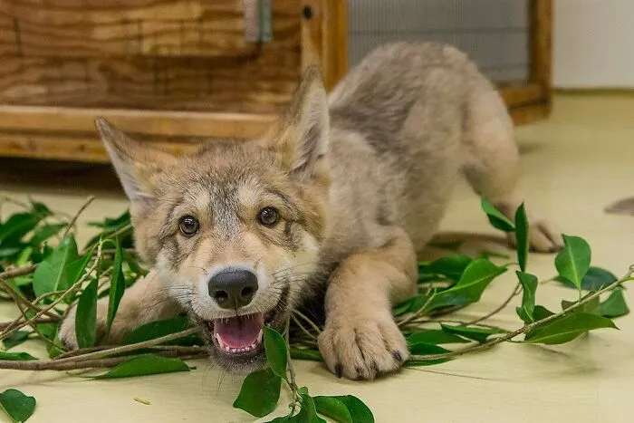 Un cachorro de lobo jugando es lo más tierno que verás en el día