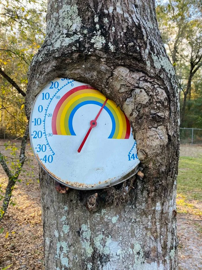 My Dad’s Tree Is Swallowing His Thermometer
