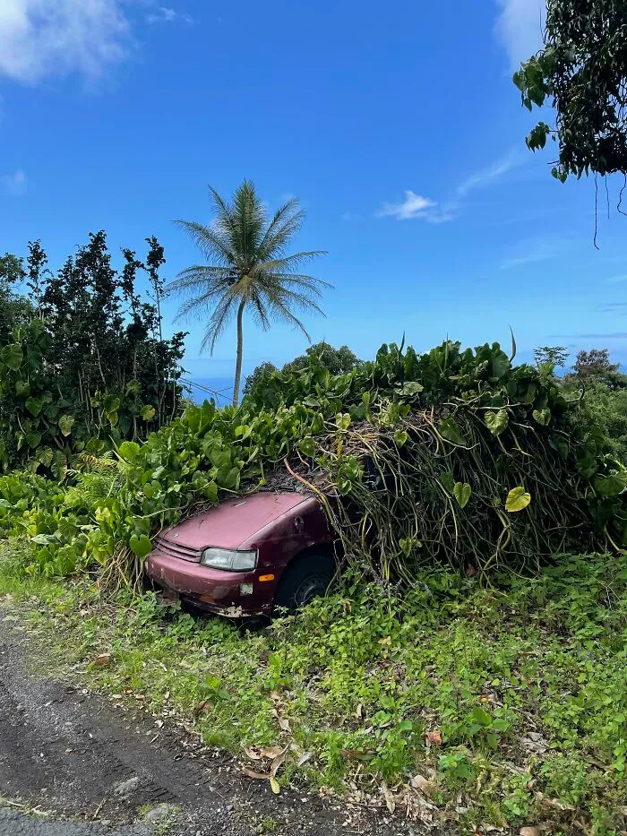 Nature Swallows A Car In Hawaii