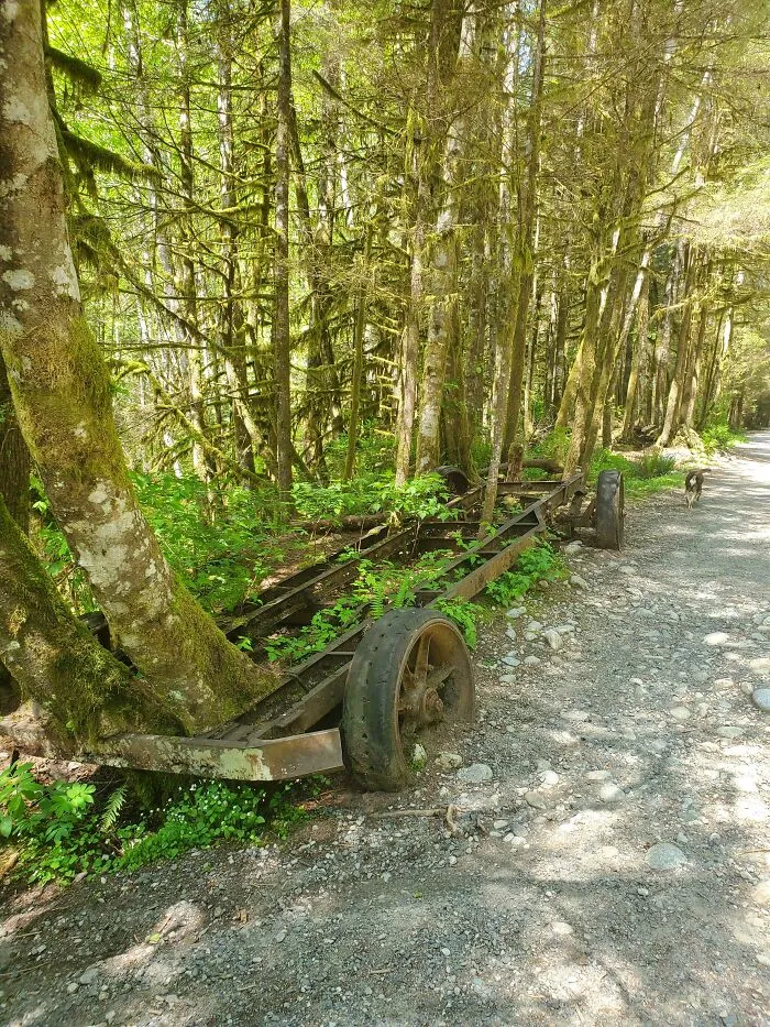 100-Year-Old Logging Truck, Abandoned And Overgrown By The Trees It Once Helped Cut Down (Lynn Valley, British Columbia, Canada)