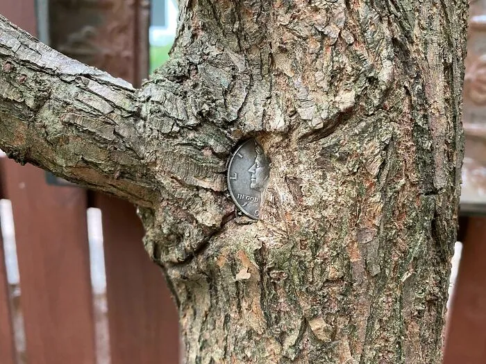 A Tree Trunk With A Silver Kennedy 1/2 Dollar Coin